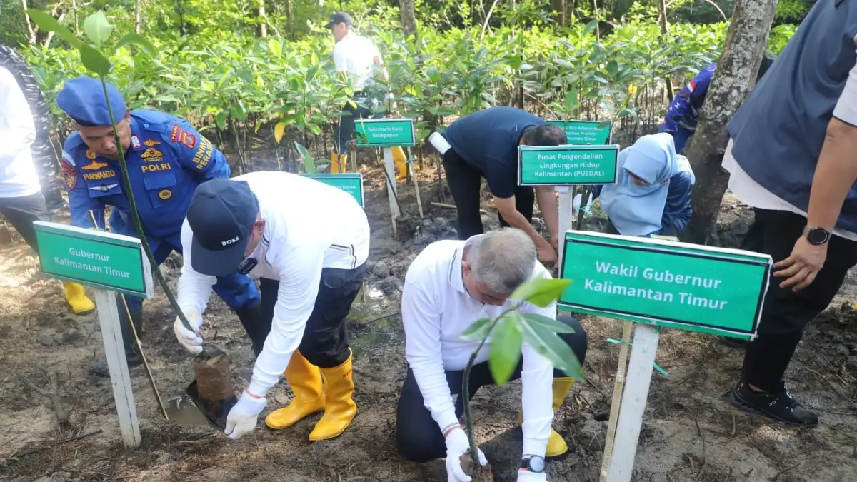 BIBIT MANGROVE: Penanamam bibit mangrove di kawasan Pantai Lamaru, Balikpapan, Minggu (26/7/2026). Peringatan Hari Mangrove Sedunia 2026 ini menjadi bagian dari Gerakan Penanaman Mangrove Serentak Nasional guna melindungi pesisir Kaltim.
