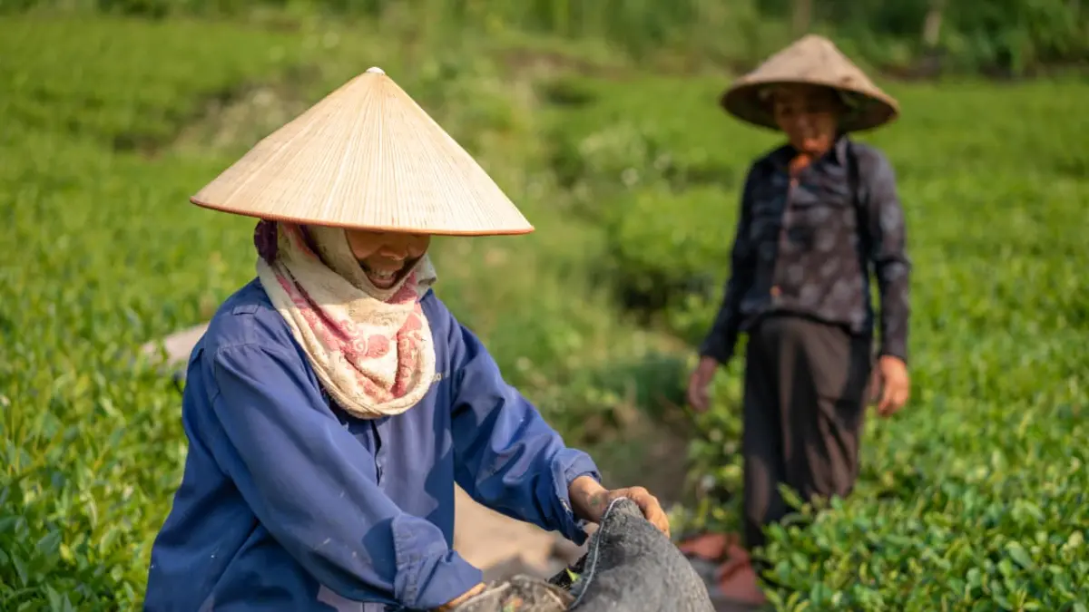 HARGA: Indeks Harga yang Diterima Petani turun 3,88 persen pada Juni dibanding Mei.