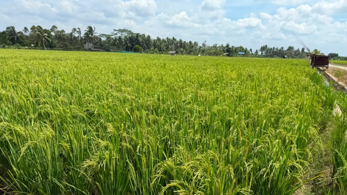 TURUN: Meski daya beli petani relatif lebih baik, namun NTP Juni alami penurunan dibanding Mei.