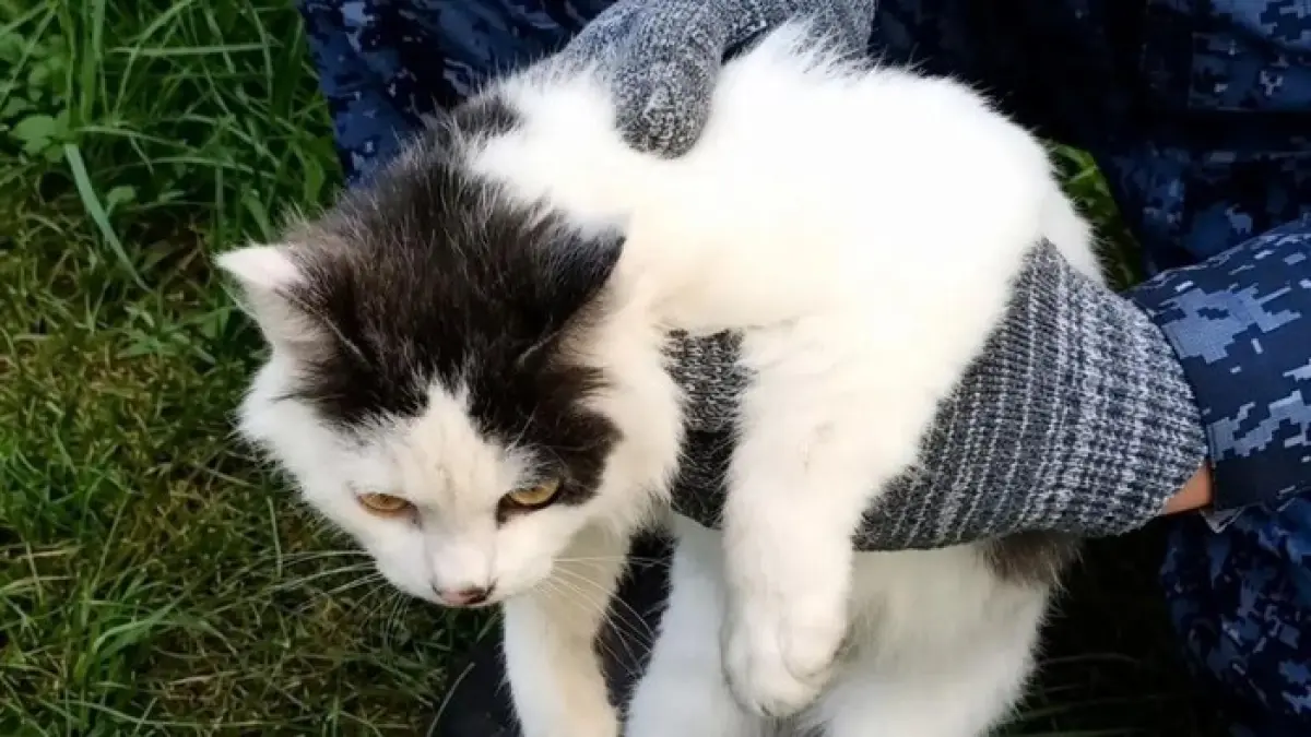 KURIR NARKOBA: Seekor kucing yang tertangkap jadi kurir narkoba yang menyusup ke lapas.(FSIN)