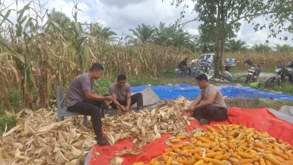 PANEN JAGUNG: Dukung ketahanan pangan nasional Polsek Babulu, Polres PPU, panen jagung pipil melibatkan siswa SMK setempat.(Dok.Humas Polres PPU)