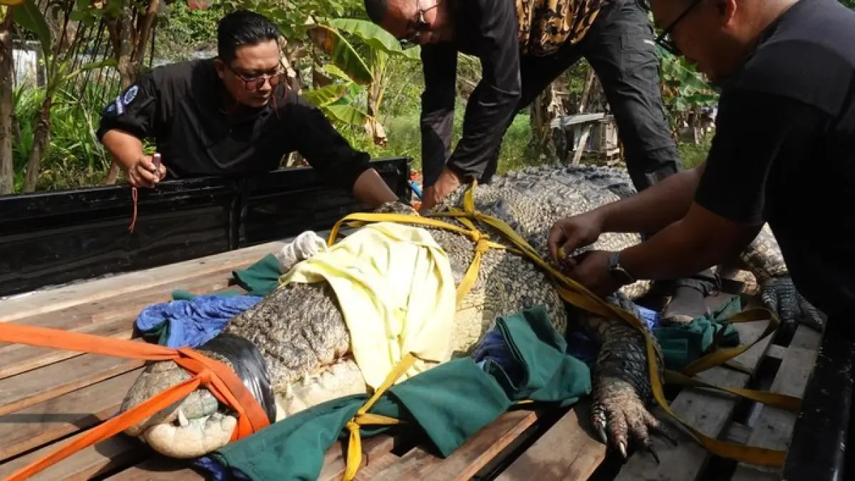 TEROR BUAYA: Evakuasi buaya berukuran 4,5 meter yang selama ini meneror warga di Jawai Selatan, Kabupaten Sambas, Kalimantan Barat.(dtc)

