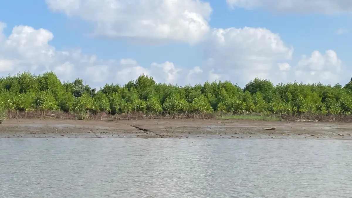 TARGET: Kondisi mangrove yang ada di wilayah Desa Sepatin, Kecamatan Anggana, Kabupaten Kukar menjadi salah satu target program M4CR.(AINUR/KP)
