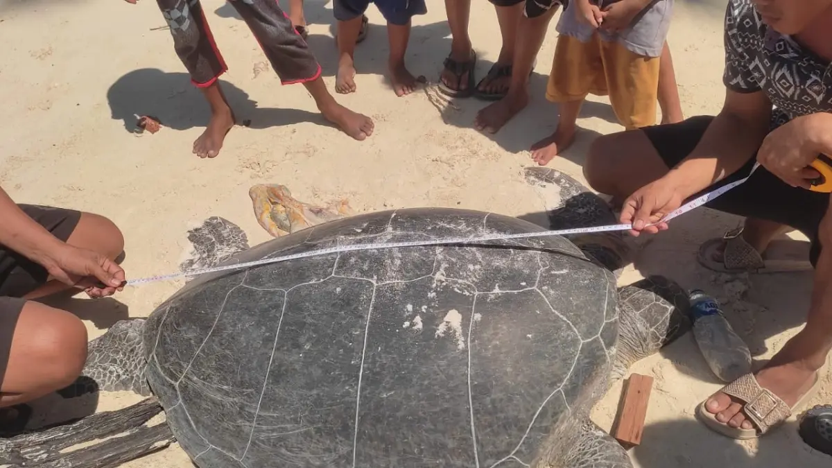 DIDUGA DIBUNUH: Seekor penyu ditemukan mati mengenaskan di Pantai Balikukup, Kecamatan Bidukbiduk, Minggu (2/8) pagi. (POKMASWAS UNTUK BERAU POST)