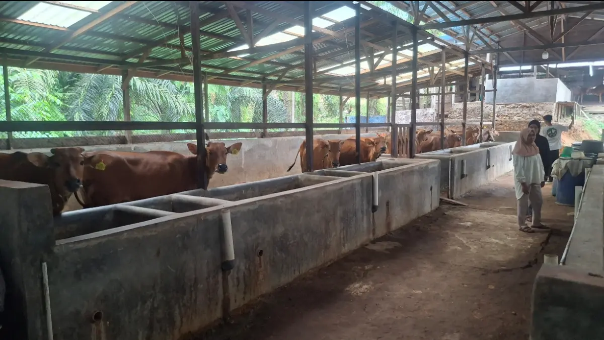 Peternakan sapi Kelompok Tani Rimba Raya di Desa Bukit Permata, Kaubun, Kutim mengolah kotoran sapi menjadi biogas sebagai sumber energi alternatif untuk memenuhi kebutuhan rumah tangga. (IST)

&nbsp;

&nbsp;