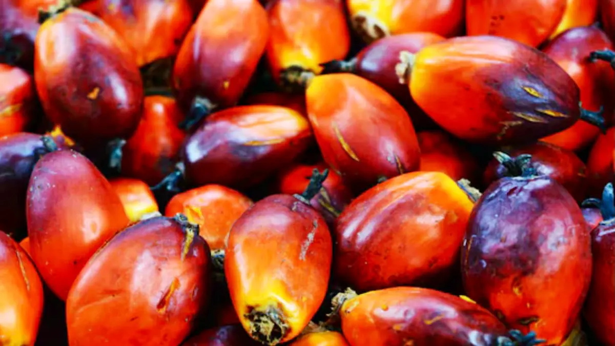 POSITIF: Kenaikan TBS di semua kelompok umur jadi angin segar di kalangan petani. Seiring dengan menguatnya harga CPO di pasar global.