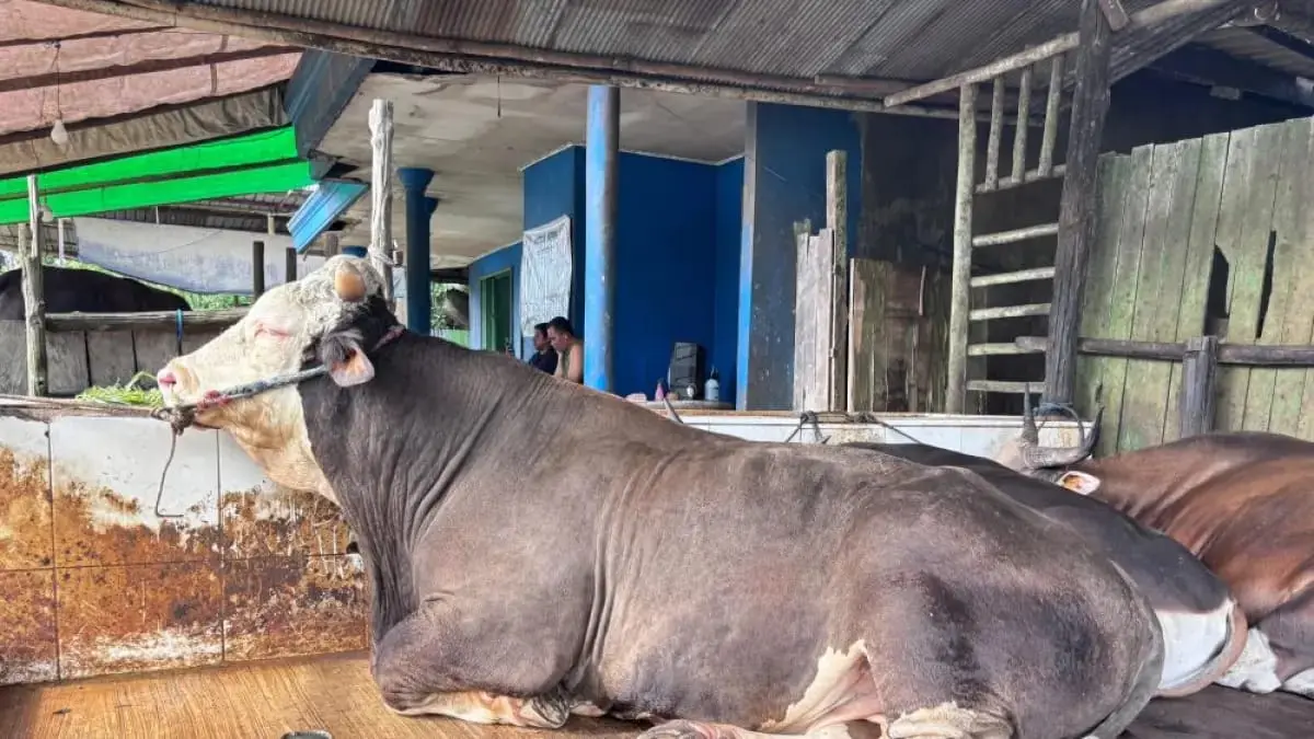 Kadin Kaltim mulai menangkap peluang kerja sama ekonomi yang dibangun antara Pemprov Kaltim dan Provinsi Jawa Tengah di sektor pertanjan dan peternakan. (DOK/KP)
