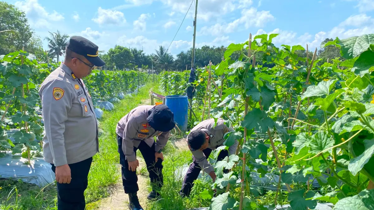MELON: Polres PPU memanfaatkan lahan untuk pengembangan tanaman Melon dan panen dijadwalkan akhir Agustus ini.(Dok.Humas Polres PPU)