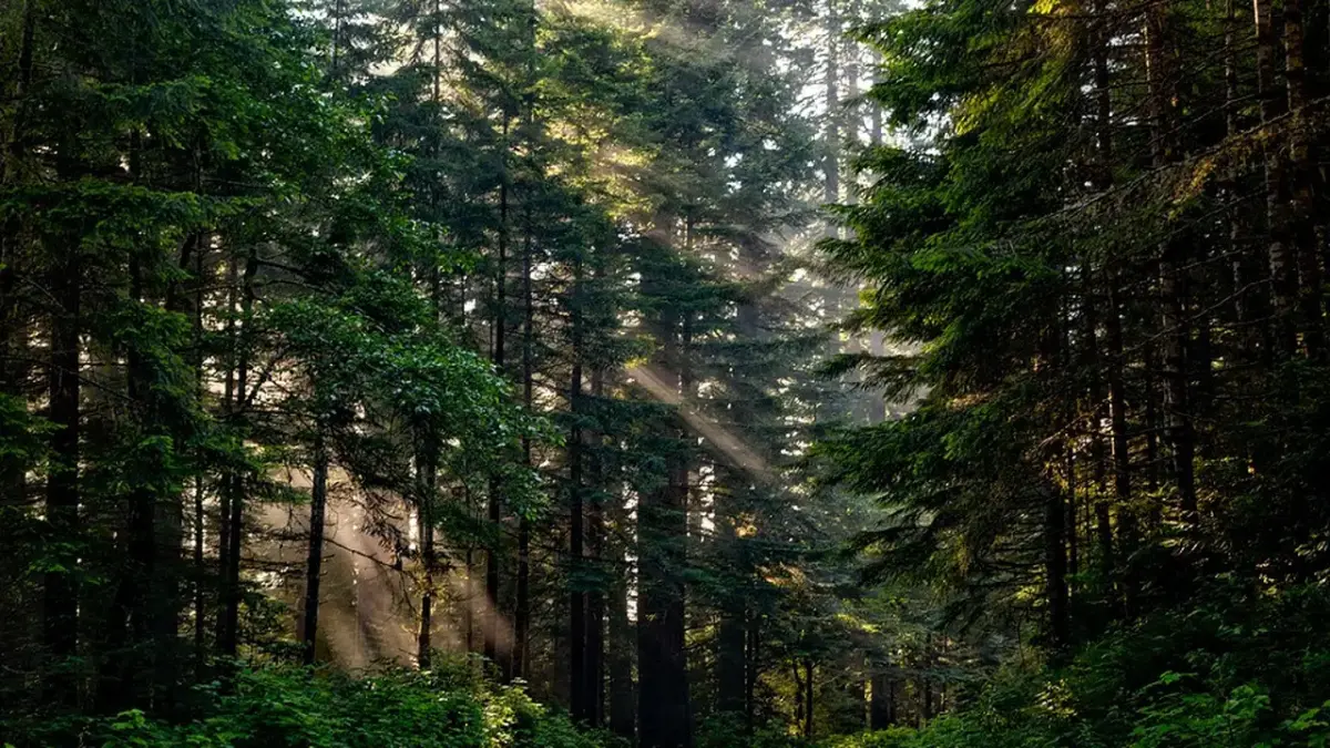Ilustrasi hutan,
