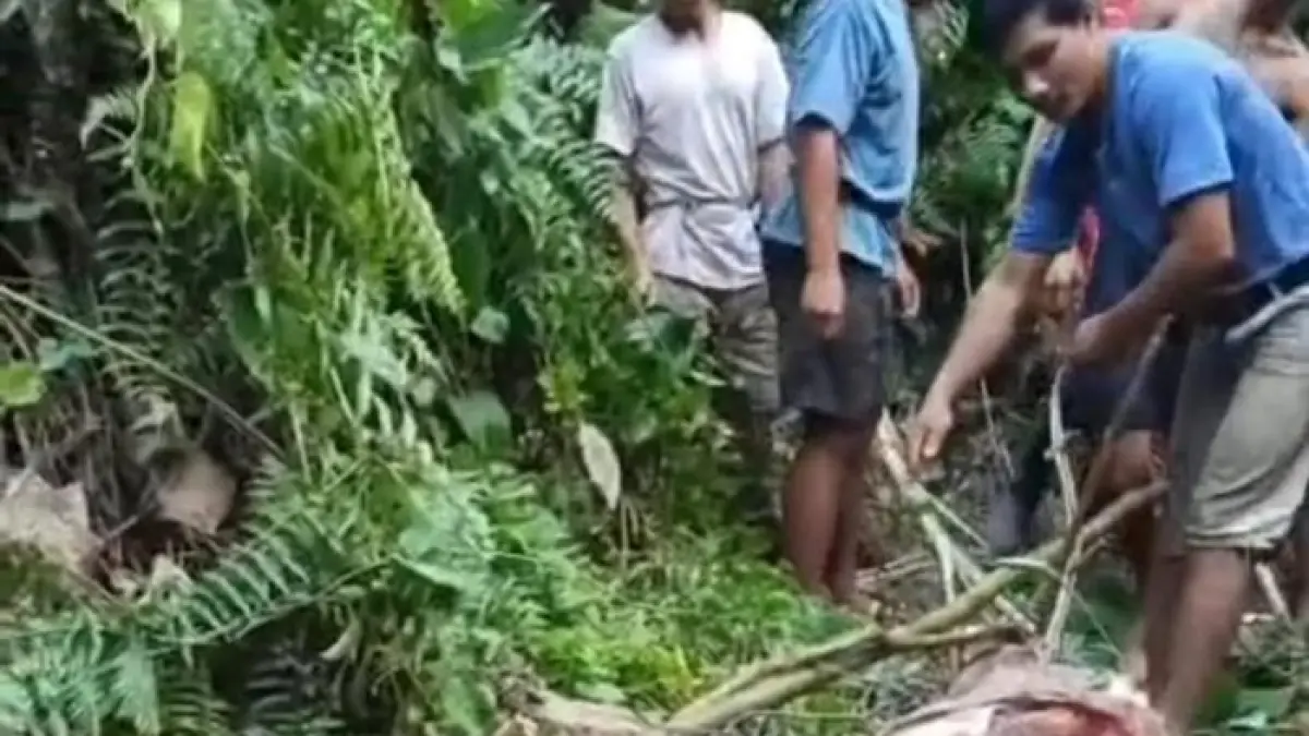 DISANTAP: Karena menggigit pencari ikan nasib buaya ini berakhir tragis. Jadi santapan warga.(IST)