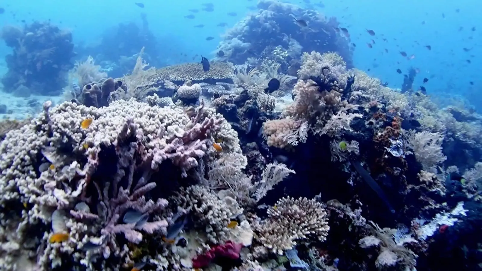 Panorama bawah laut Pulau Miang jadi daya tarik wisatawan untuk menyelam dengan berbagai gugusan terumbu karang.