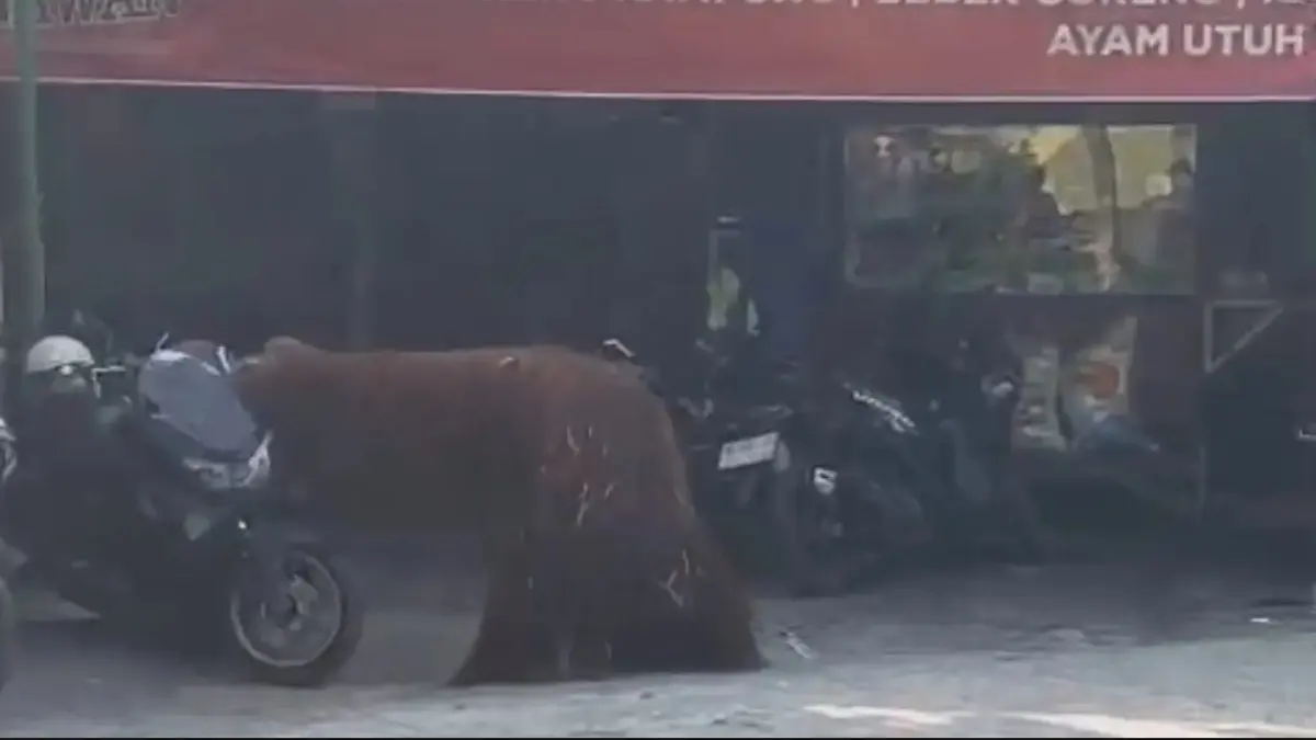 Orang utan sempat berkeliaran di kawasan warga Jebres, Solo, hingga masuk warung ayam goreng dan merobohkan sepeda motor sebelum berhasil dievakuasi. (FOTO: IST)
