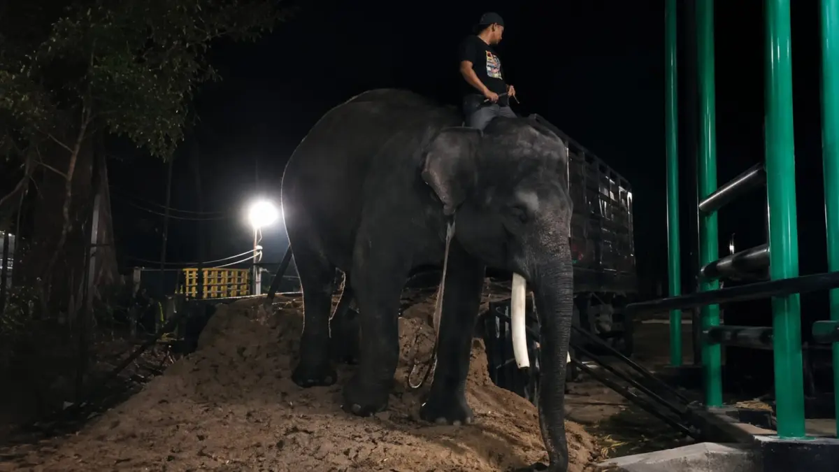 TIBA DI KALTIM: Salah satu dari dua gajah yang ditranslokasi di Yogyakarta telah tiba di Tabang Zoo, Kaltim.