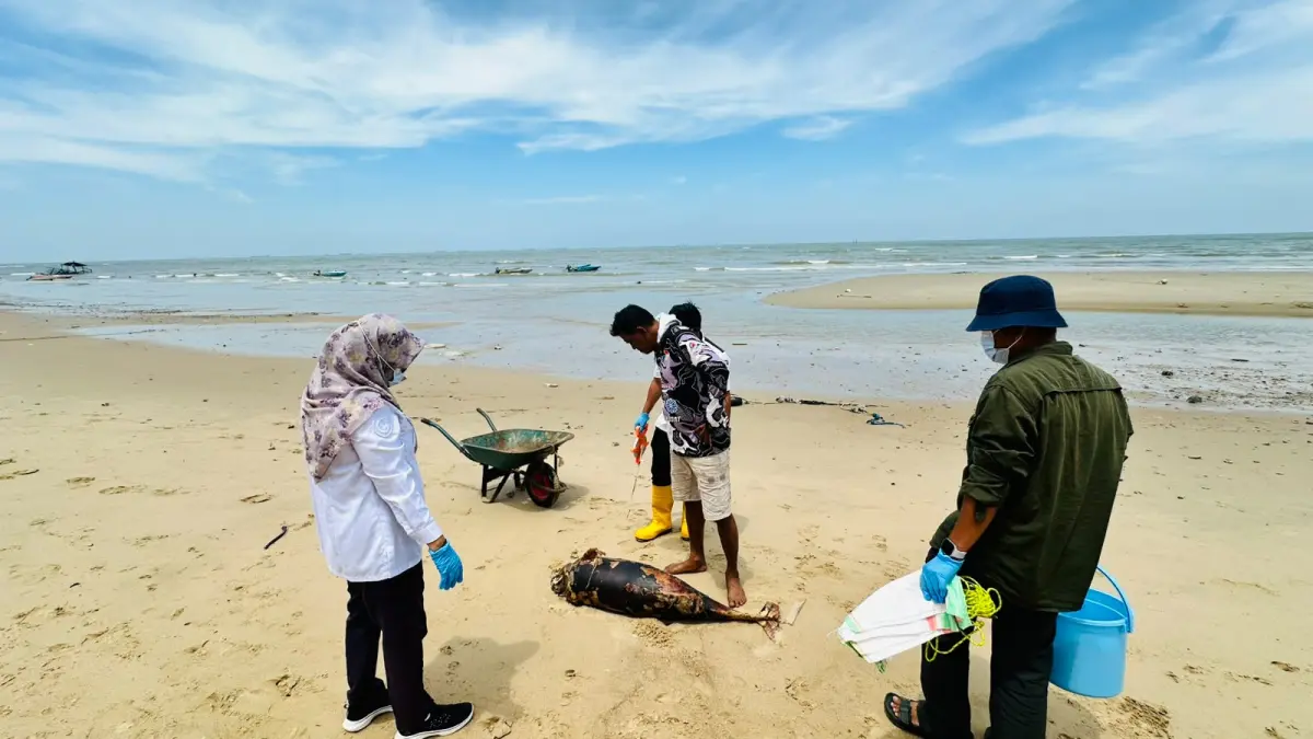 KASUS KEDUA: Petugas dan warga menangani bangkai lumba-lumba tanpa sirip punggung (Neophocaena phocaenoides) yang ditemukan mati terdampar di Pesisir Pantai Seraya, Sepinggan, Balikpapan Selatan, Kalimantan Timur, Rabu (19/8/2026).&nbsp;