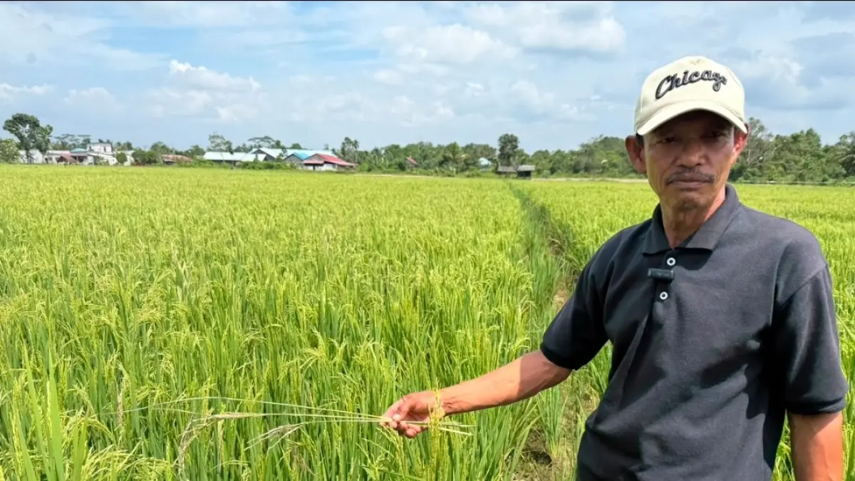 NAIK: Indeks Harga yang diterima petani mengalami kenaikan 1,81 persen, sehingga daya beli petani menguat.