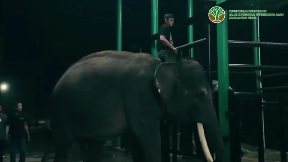 PERJALANAN DARAT: Gajah dari Gembira Loka Zoo Yogyakarta saat tiba di Tabang Zoo Kukar, Kaltim.(Dok. BKSDA Kaltim)


