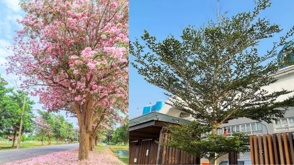 Tabebuya dan ketapang kencana, tanaman peneduh rumah estetik yang tahan di musim kemarau.   
