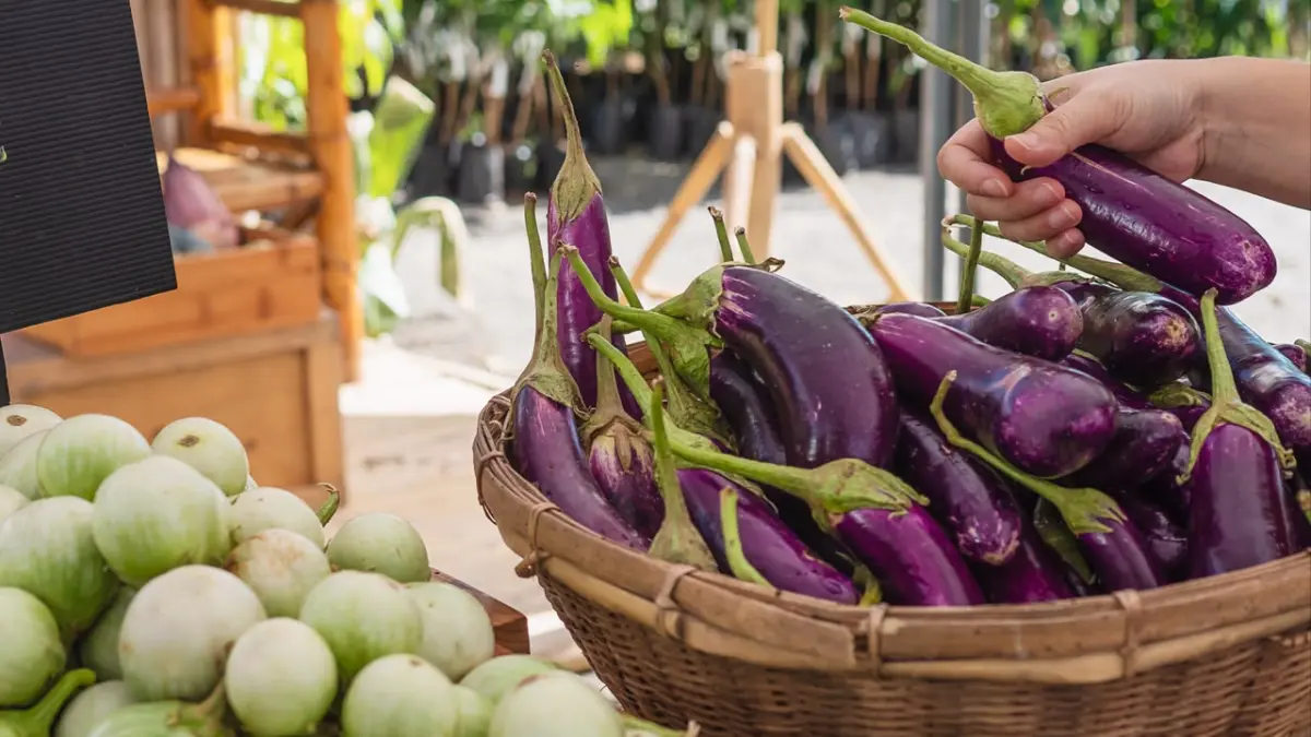 TURUN: Sepanjang 2025, produksi terung Kaltim turun 1.119,60 ton atau 12,63 persen dibanding 2024.