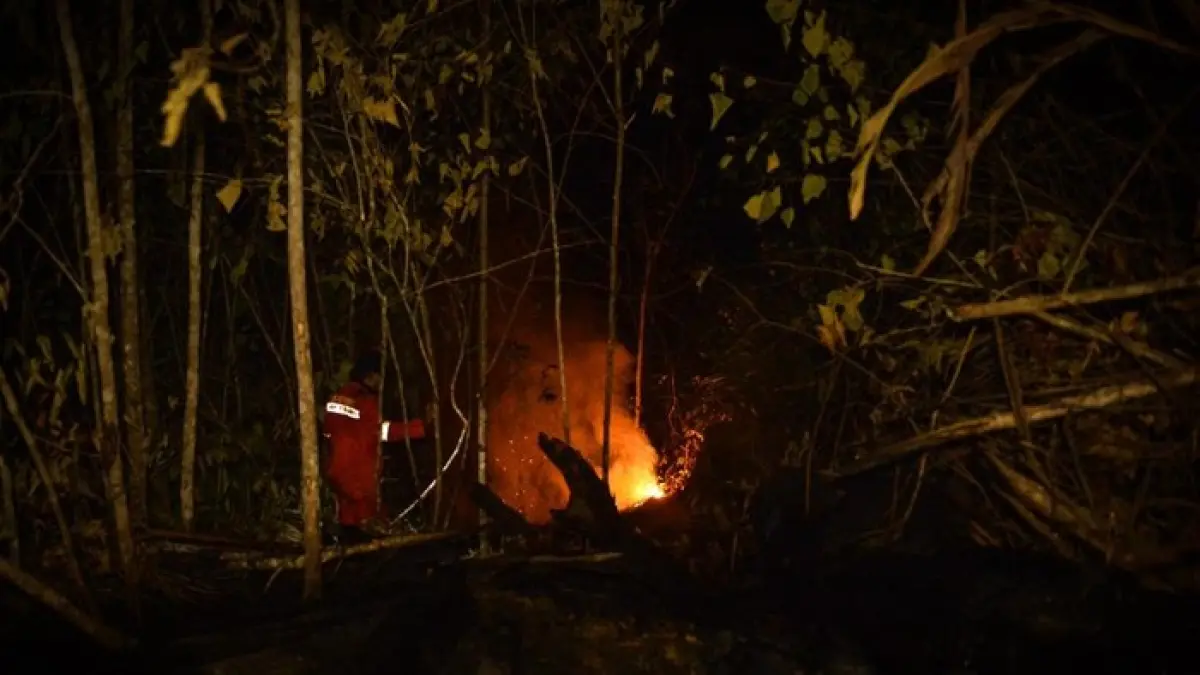 TERBAKAR: Tim COP berjibaku memadamkan kebakaran lahan di KHDTK Labanan, Berau, setelah kobaran api kian merapat hingga berjarak 550 meter dari area rehabilitasi orang utan.(IST)