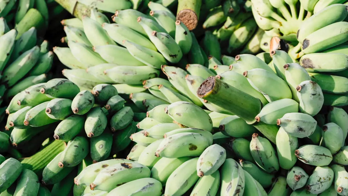 TURUN: Produksi pisang sepanjang 2025 alami penurunan 18,69 persen atau 29,73 ribu ton. 

&nbsp;

&nbsp;