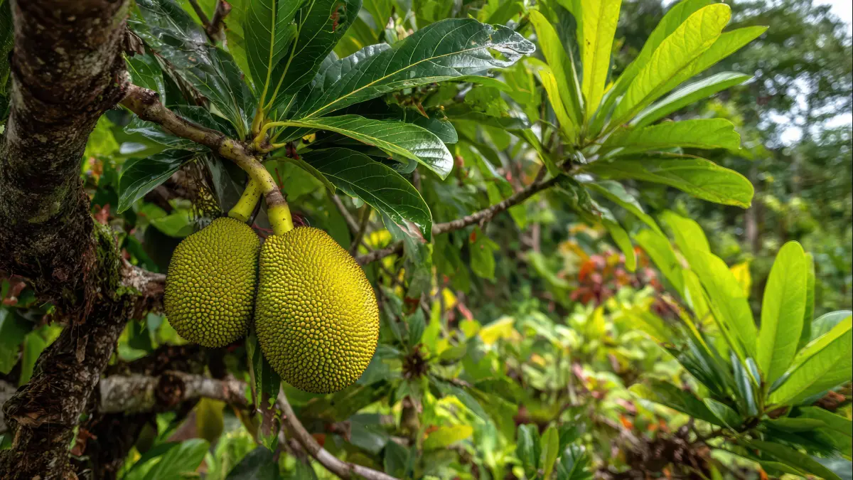 ANJLOK: Produksi nangka atau cempedak Kaltim turun hampir setengah dari total produksi tahun sebelumnya.
