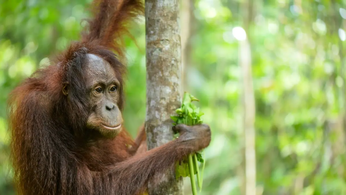 Orangutan di Bengalon, Kutim mulai keluar habitat akibat pakan dan air terbatas selama kemarau. (IST)

&nbsp;