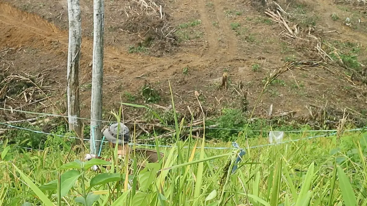 MENYEMPIT: Salah satu potret lahan pangan Masyarakat Adat yang beririsan langsung dengan pembukaan lahan kebun sawit di Sepaku. (Nasya Rahaya/KP)&nbsp;