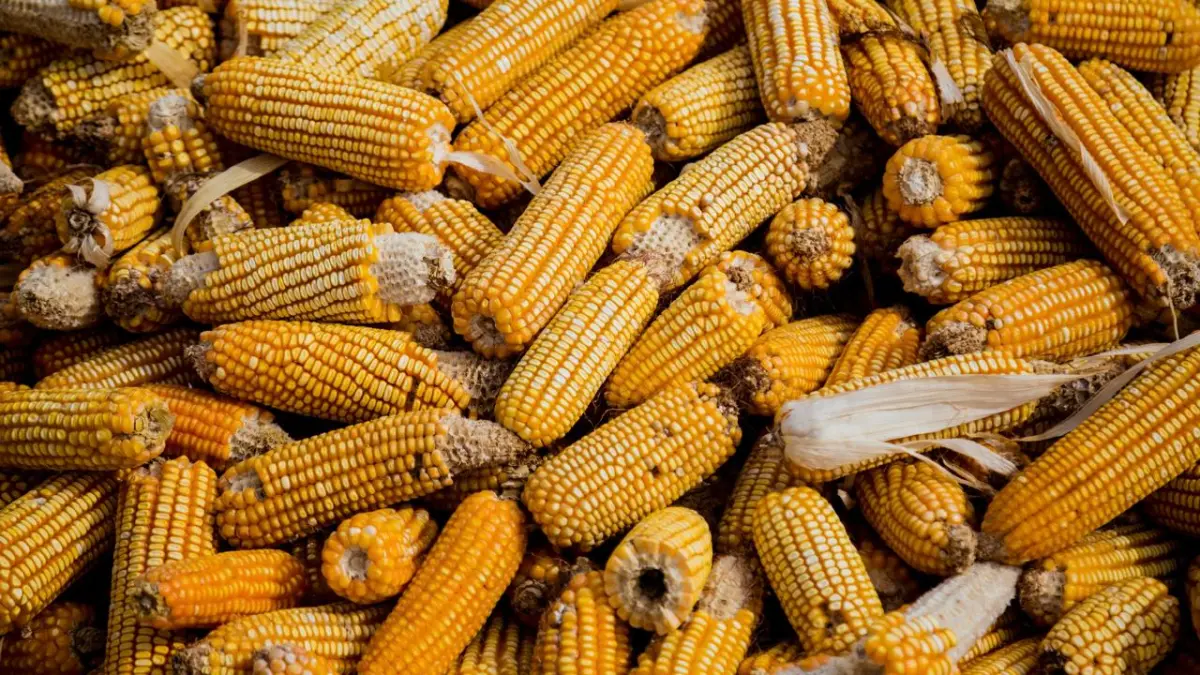 HARAPAN BARU: Petani jagung di Kaltim ke depan bakal tidak bingung lagi menjual hasil panen jika pembangunan pabrik di Samboja, Kutai Kartanegara, terwujud.