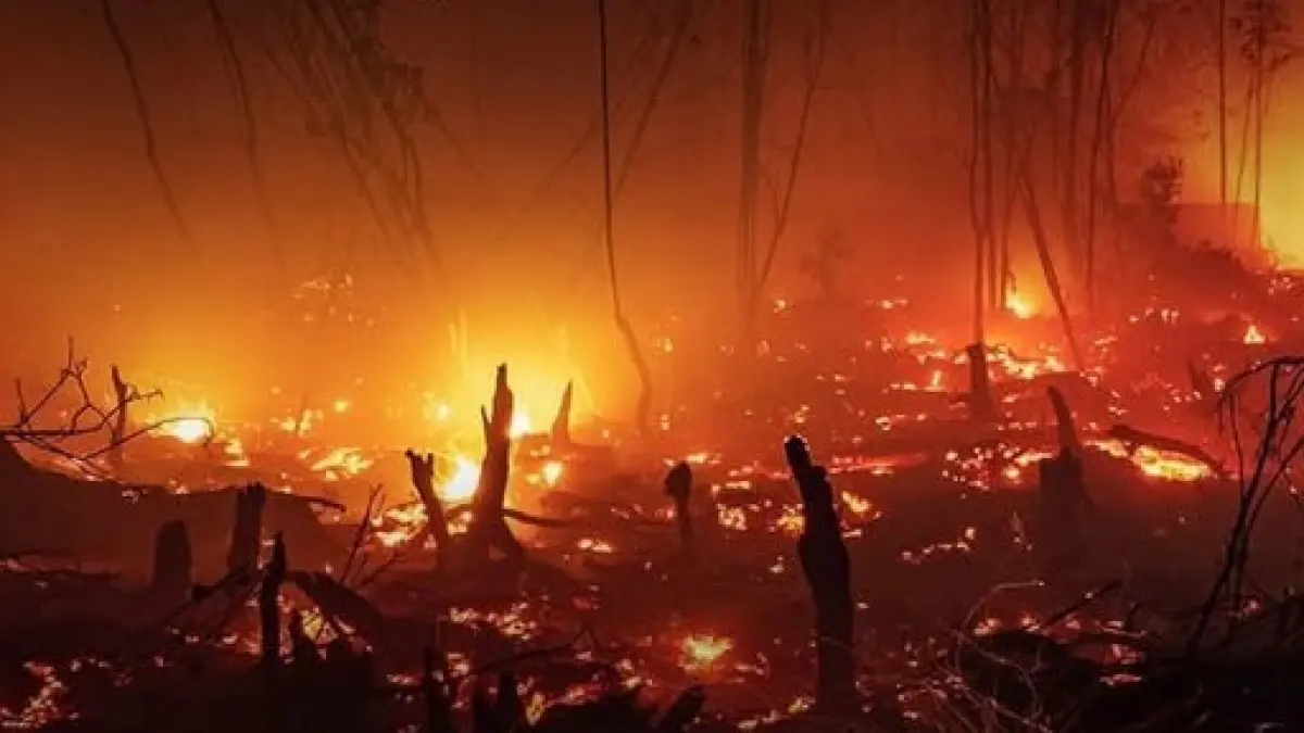 Karhutla Kalimantan berujung sanksi administrasi kepada 6 perusahaan. (jawapos.com)