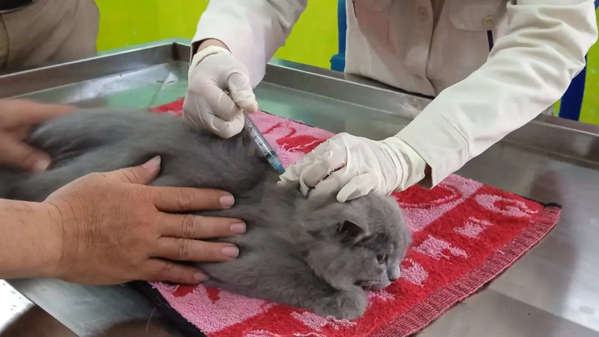 &nbsp;

PROSEHAT: Ilustrasi vaksinasi rabies. Hal serupa akan digelar gratis di Grand City Center Food, Minggu (30/8).