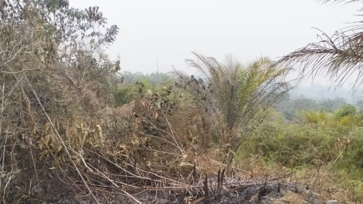 Sisa kebakaran lahan di Kampung Pepas Eheng, Kecamatan Barong Tongkok, Kutai Barat. Api yang menghanguskan lebih dari 50 hektare area semak belukar dan tanaman resam tersebut berhasil dipadamkan penuh pada Sabtu (29/8/2026). (IST)