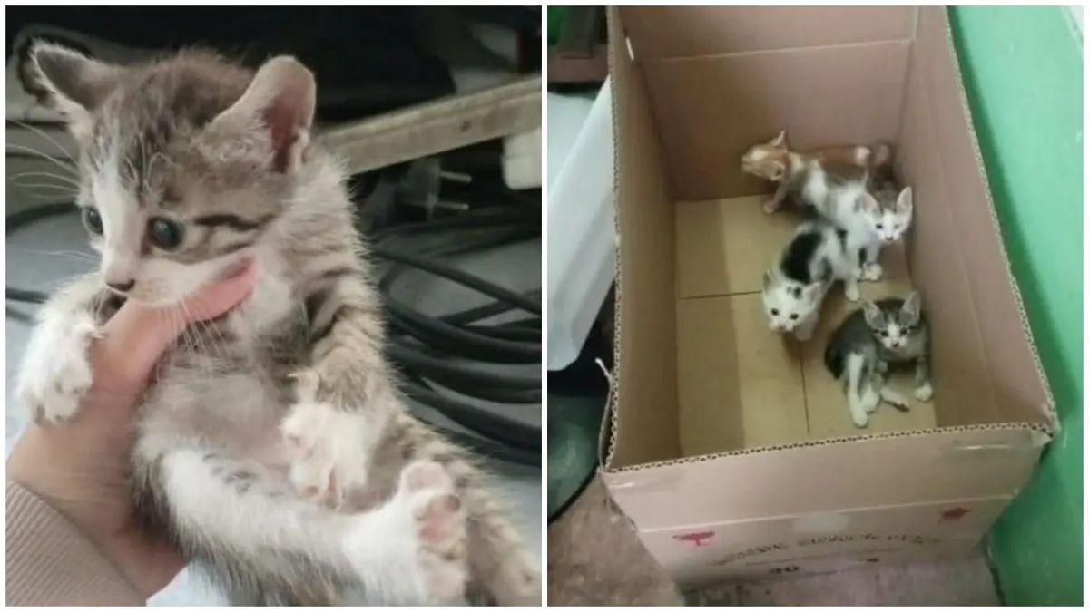 Empat anak kucing yang jadi korban dugaan penganiayaan di Balikpapan. (ist)
