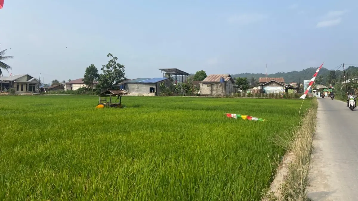 Salah satu areal persawahan di Kelurahan Tani Aman, Kecamatan Loa Janan Ilir, Samarinda. (FOTO AINUR ROFIAH/KALTIM POST)