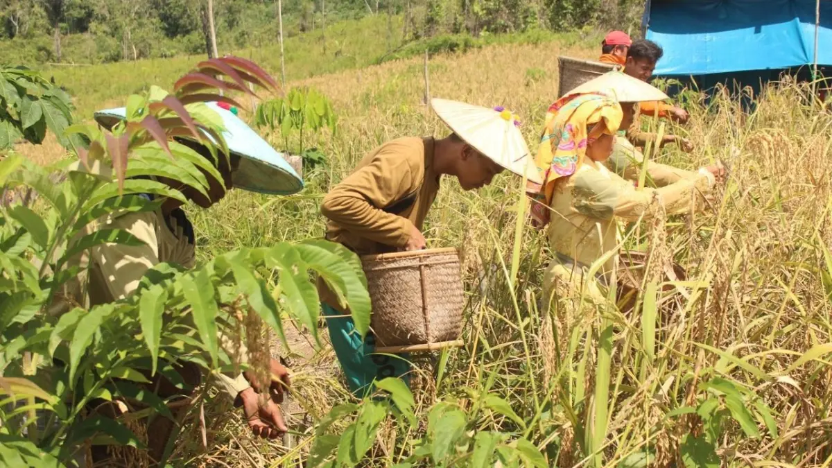 KEMAMPUAN: Keunggulan masyarakat Kedang Ipil salah satunya adalah kemampuan membaca alam. Orang-orang tua dahulu tahu kapan waktu terbaik menanam padi.