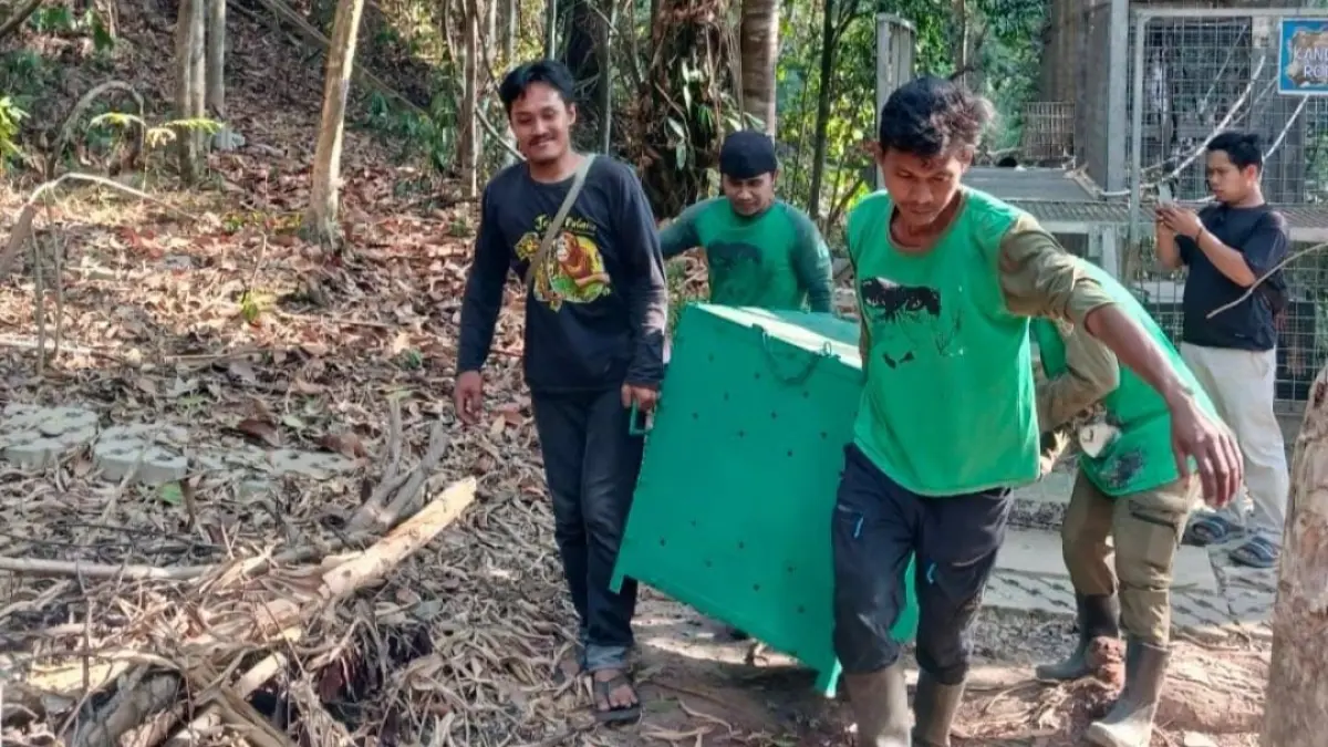 EVAKUASI: Tim BKSDA Kaltim bersama Yayasan Jejak Pulang ketika mengevakuasi individu orangutan beberapa waktu lalu.
