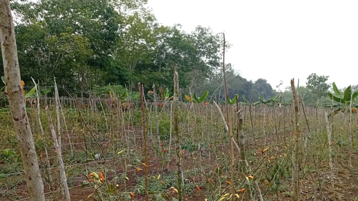 KURANG AIR: Tanaman cabai milik Jumadi yang kayu, mengering, rontok daunnya hingga sebagian mati.&nbsp;