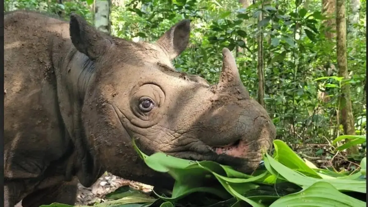 Penampakan badak Kalimantan betina salah satu dari dua individu terakhir yang masih tersisa di dunia.