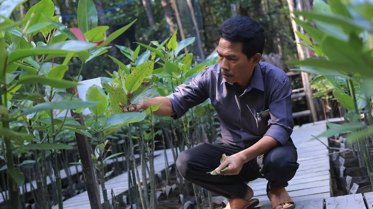 INOVASI PESISIR: Agus Bei menunjukkan metode penanaman mangrove yang dikembangkannya untuk menghadapi kondisi pantai terbuka dan gelombang besar. FUAD MUHAMMAD/KP