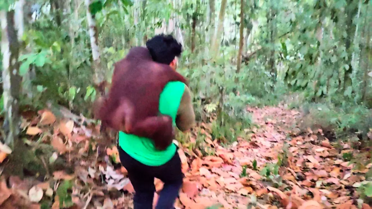 Petugas gabungan melakukan evakuasi satwa orangutan dari Sekolah Hutan Samboja yang terancam karhutla.