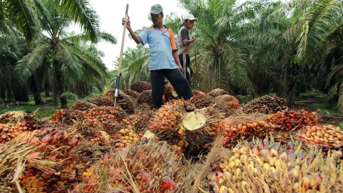 Pekerja sawit