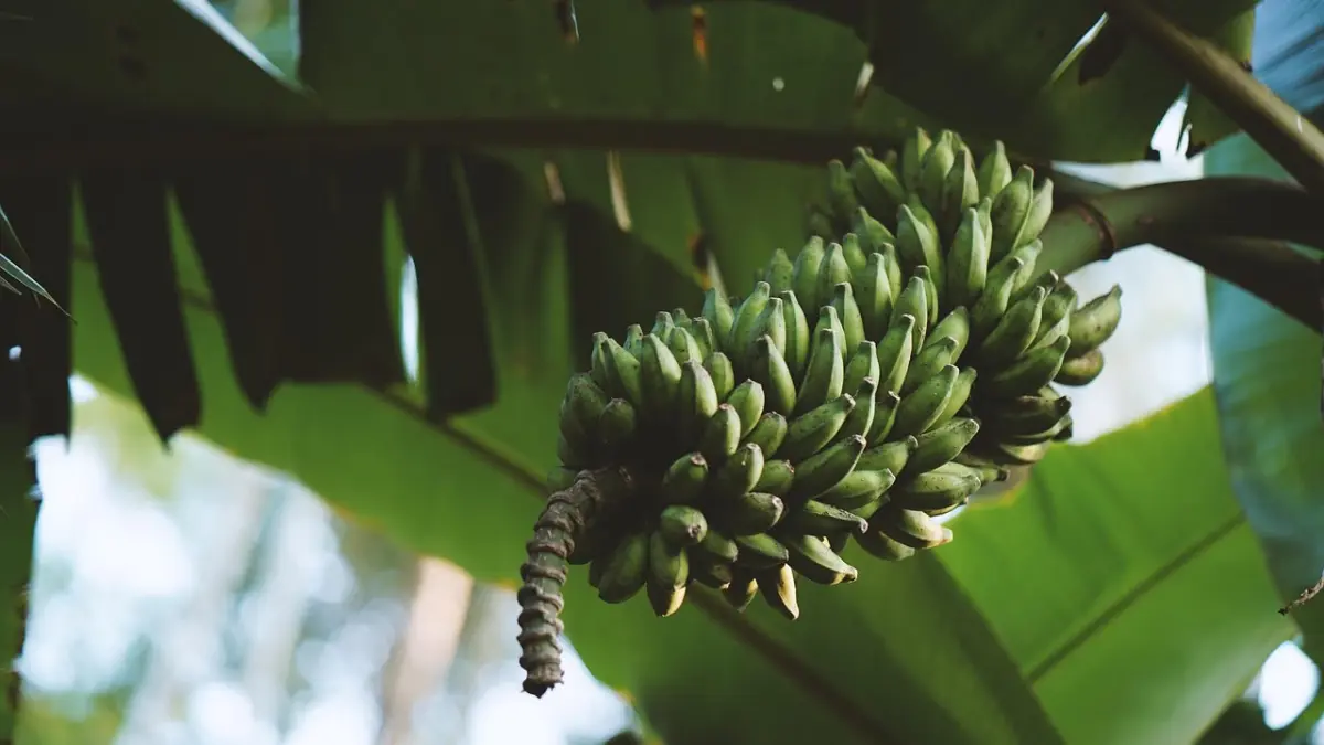 ANDALAN BARU: Pisang menjadi salah satu komoditas buah dengan volume terbesar di Kaltim. Pada 2024, BPS mencatat produksinya mencapai 194.651,52 ton.