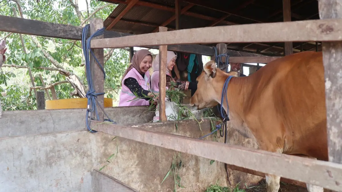 Bantuan CSR sapi dari PLN Indonesia Power UBP Mahakam.