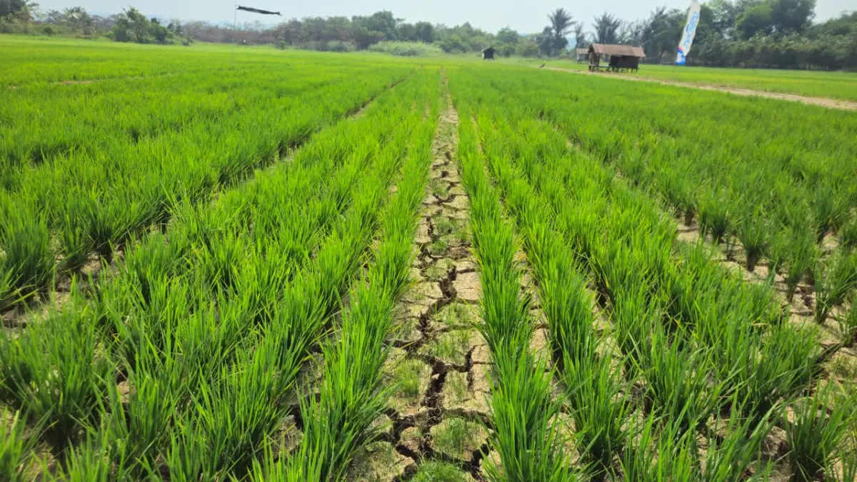 Lahan pertanian dan persawahan di Betapus, Kelurahan Lempake, Samarinda Utara. (FOTO HAFIZ/KP)