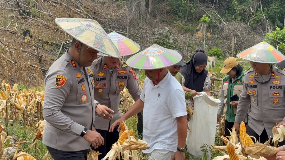 PRODUKTIF: Panen jagung kuartal ketiga 2026 di Kecamatan Bentian Besar. IST/KP