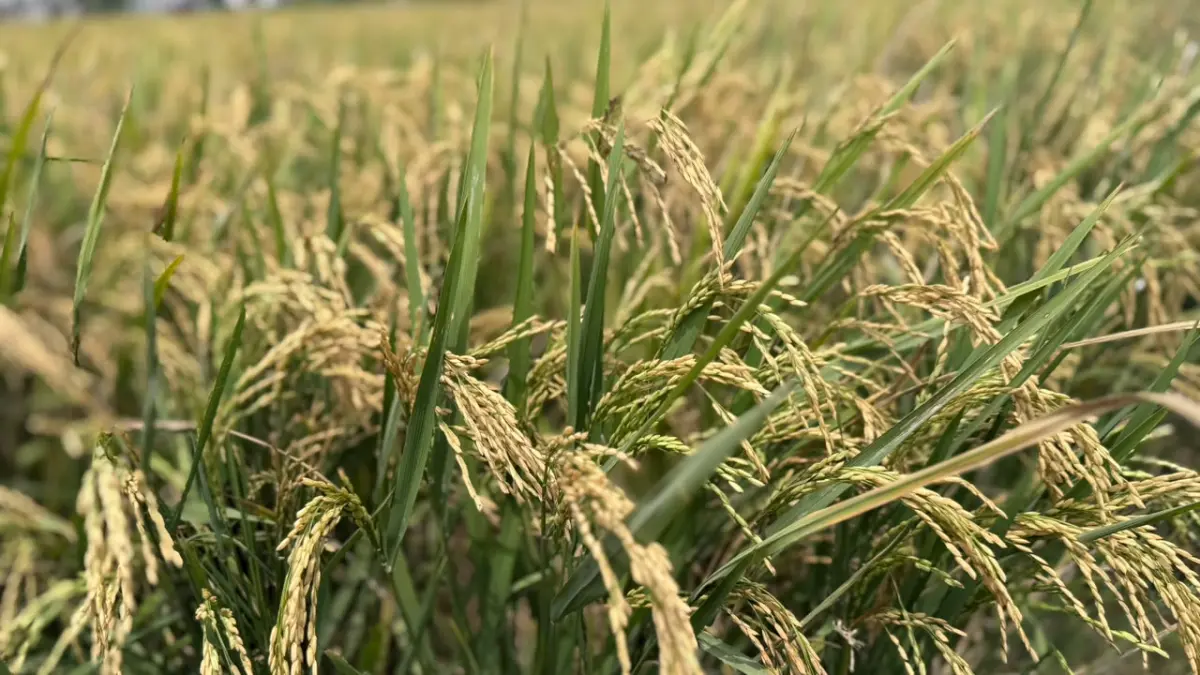 CETAK: Program cetak sawah juga menyasar Mahakam Ulu, diharapkan dapat membuat ketahanan pangan daerah perbatasan semakin kuat.