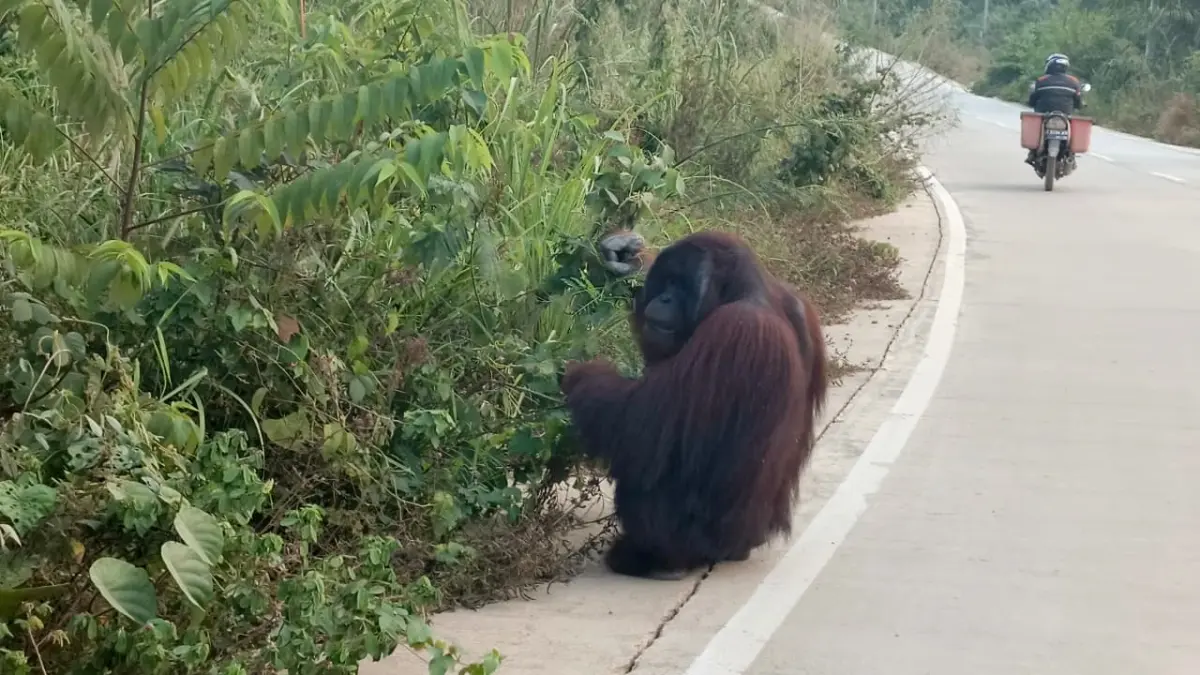 Orangutan terlihat memakan dedaunan di pinggir Jalan Poros Rantau Pulung-Sangatta, Kutim, Senin (14/9). (FOTO JUFRIADI/KP)