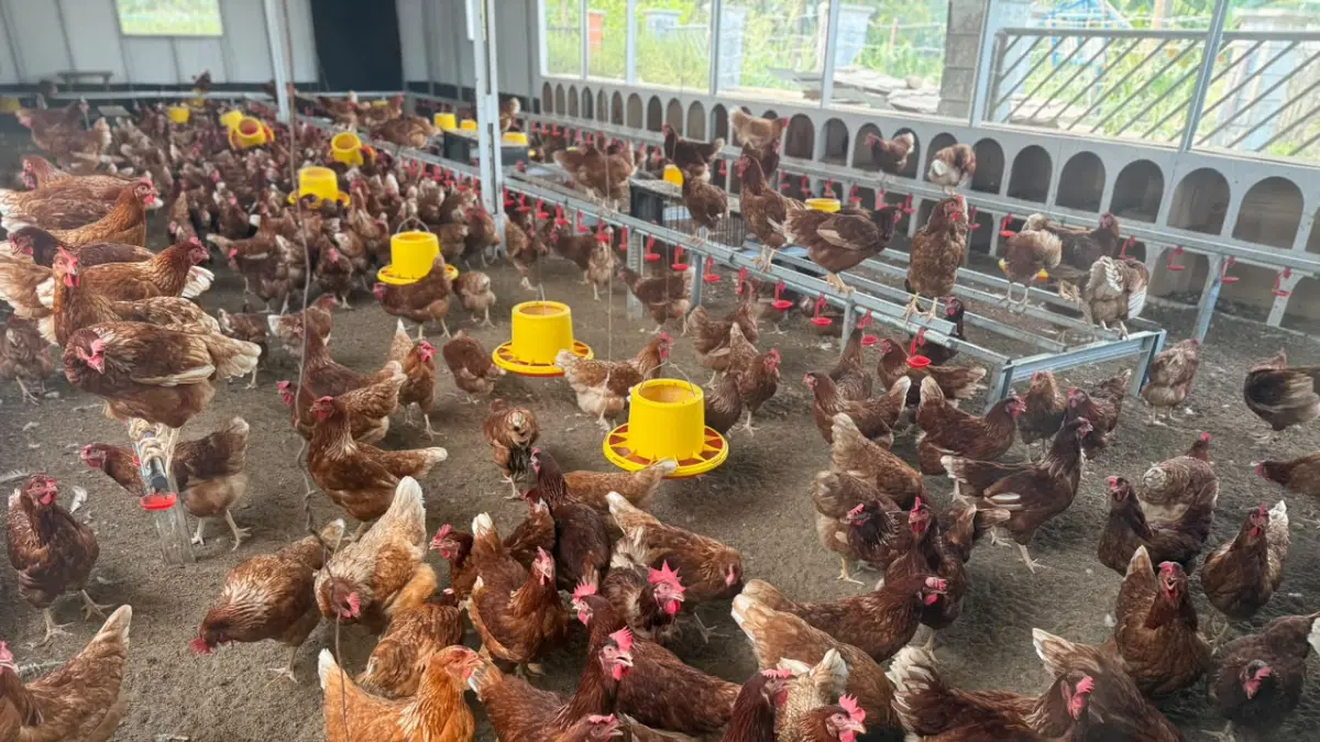 POLA: Agar tidak oversupply, perumda mendorong kerja sama dengan peternak lokal melalui pola off-taker.