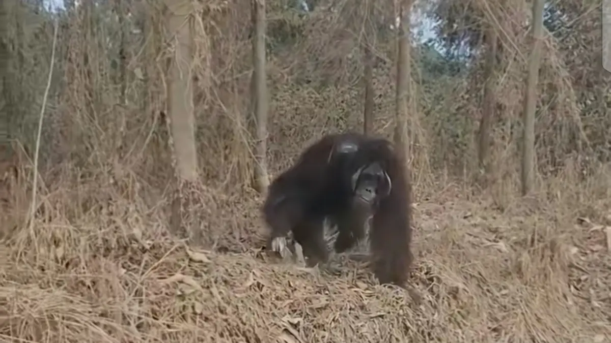 Orangutan sempat terekam kamera warga di jalan hauling PT SHJ, Kecamatan Muara Bengkal. (IST)