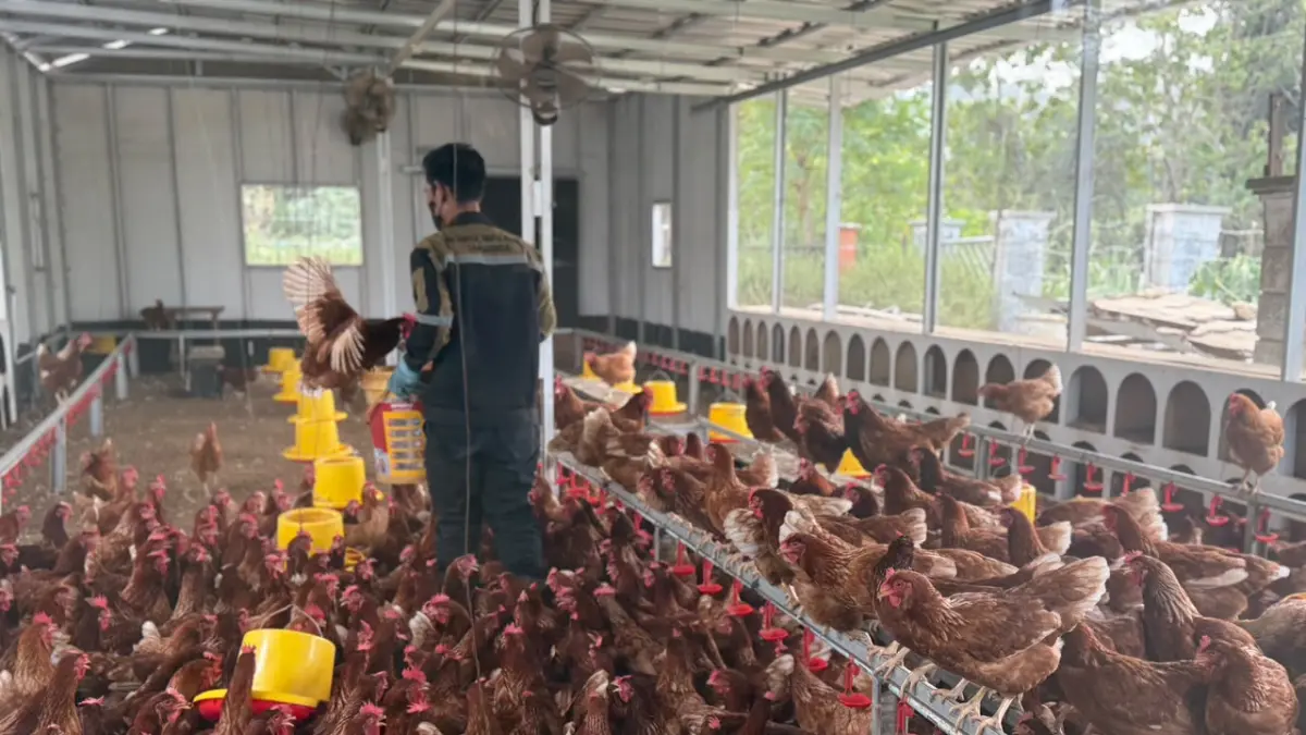 PERCONTOHAN: Kemandirian pangan khususnya telur didorong oleh Perumda Varia Niaga dengan menghadirkan kandang percontohan persis di sebelah kantor.