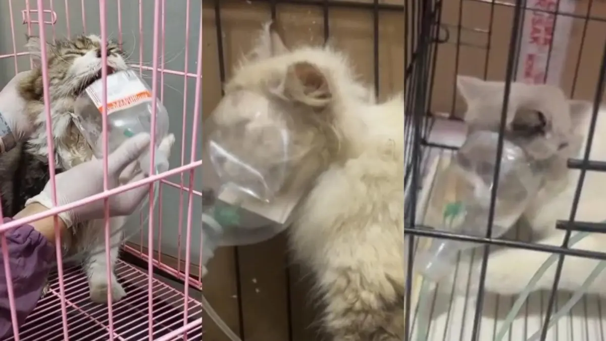 Beberapa pasien kucing di Samarinda yang mendapatkan penanganan gangguan pernapasan.